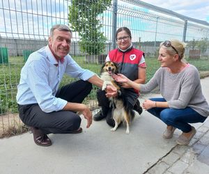 ​W schronisku dla zwierząt w Henrykowie koło Leszna montują markizy. Dadzą psom cień w gorące dni