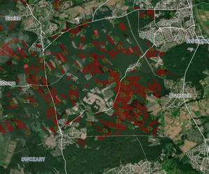 Wycinka lasów w Szczecinie i regionie 