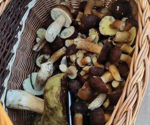 Grzyby w świętokrzyskim