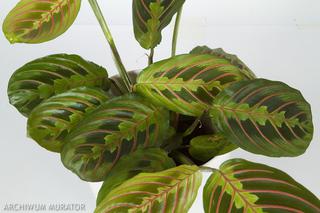 Maranta - modna roślina doniczkowa o urzekających liściach! Jak uprawiać marantę w domu?