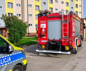 Kot zaklinował się w uchylonym oknie