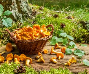 Czy warto jeść grzyby?