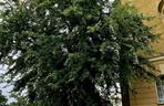 Ludzie zgłosili do konkursu na Bydgoskie Drzewo Roku nawet te suche. To zdumiewające, dlaczego 
