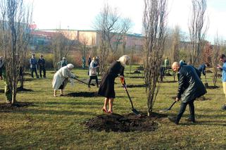 Katowice: 100 dębów na 100-lecie niepodległości. Drzewa zostały zasadzone na os. Tysiąclecia [ZDJĘCIA]