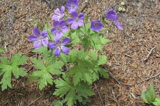 Bodziszek łąkowy - Geranium pratense