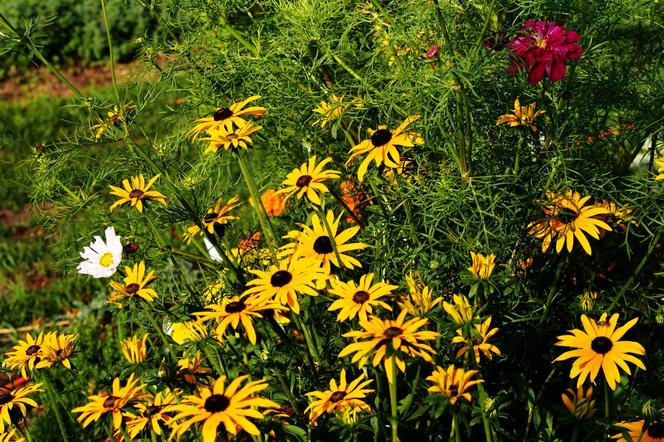 Rudbekia błyskotliwa