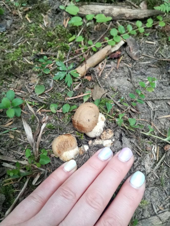 Taaaakie grzybobranie w Świetokrzyskiem. Królują borowiki szlachetne i ceglastopore