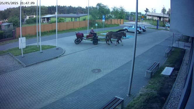 Poddębice. Wóz konny na parkingu komendy. Kierowca nietrzeźwy i z dożywotnim zakazem [ZDJĘCIA]. 