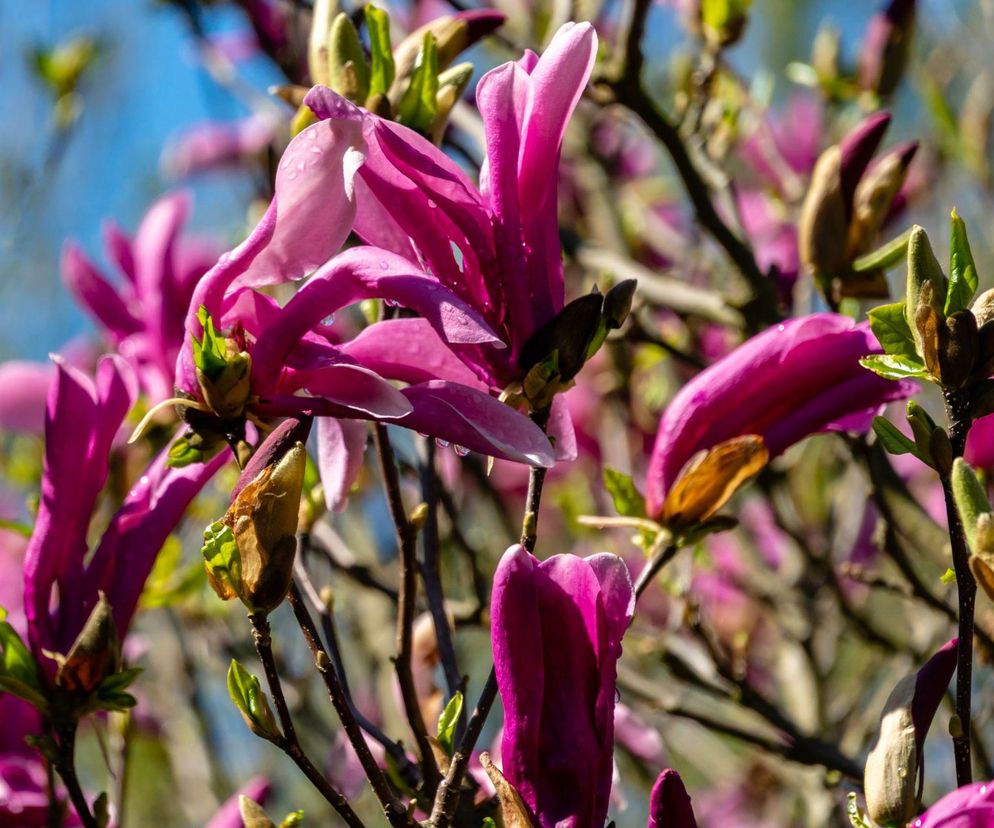 Magnolia 'Susan'