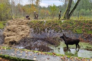 Klępa wpadła do basenu. Niecodzienna akcja ratunkowa w Wilczym Szańcu