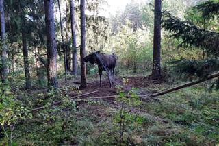 Kukle. Łoś zaplątał się w siatce leśnej. Na pomoc ruszyli strażacy z Sejn