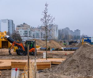 Pierwsze drzewa w parku nad obwodnicą na Ursynowie