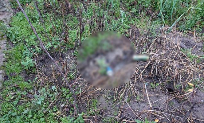 HORROR pod Krakowem. Zwierzęta jadły się nawzajem z głodu