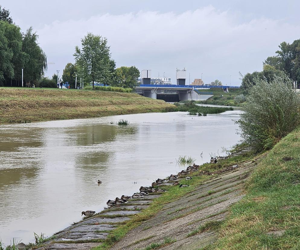 Wysoka woda na Wisłoku po ulewach