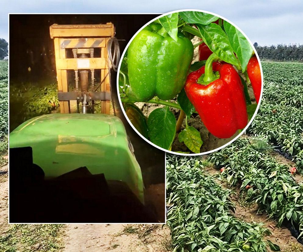 Rolnik rozdają paprykę za darmo! Ceny na skupie to dramat