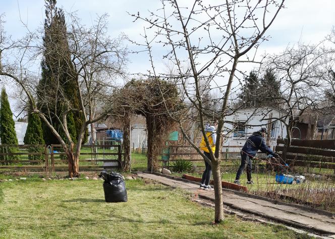 Wiosenne prace w toruńskich ogródkach działkowych