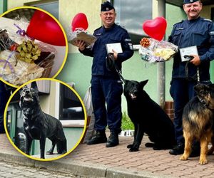 Wiernie służyły przez 10 lat. Kałam, Lejmur i Karzeł odeszły na zasłużoną emeryturę
