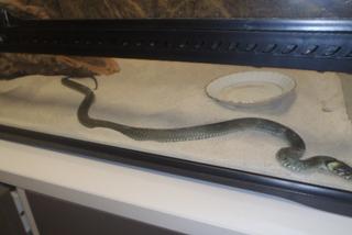 Wąż wślizgnął się do mieszkania w Bydgoszczy! Przerażony mężczyzna wezwała pomoc