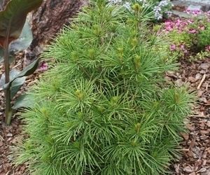 Sośnica japońska - Sciadopitys verticillata
