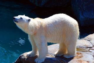 ZOO w Myślęcinku będzie miało nowych mieszkańców!