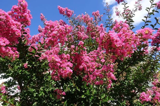 Lagerstremia indyjska