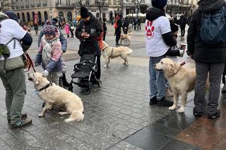 WOŚP 2024 w Krakowie. Grupa Golden Retriever opanowała cały Rynek Główny!