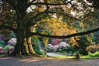 Wyjątkowe Arboretum Wojsławice. Kiedy jechać do ogrodu botanicznego pod Wrocławiem? Zdjęcia, mapa, dojazd, bilety, godziny otwarcia