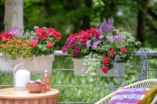 Pelargonia na balkonie