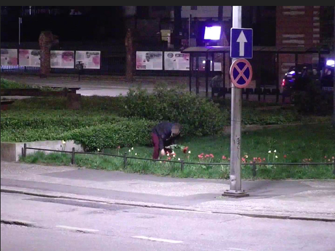 Niepoprawny romantyk zrywał tulipany w centrum Bydgoszczy. Szybko tego pożałował [ZDJĘCIA]