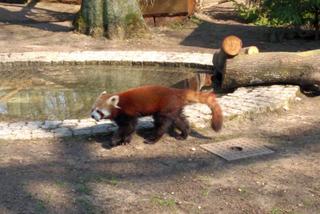 Pandy w Ogrodzie Zoobotanicznym w Toruniu