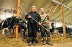 Białoruskie watahy pożerają nasze krowy