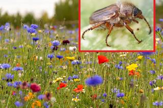 Inwazja wielkich, brązowych owadów w Polsce. Są wstrętne i wplątują się we włosy!