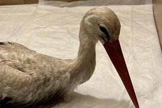 Zwyrodnialcy strzelają do bocianów. Traktują je jak żywe tarcze