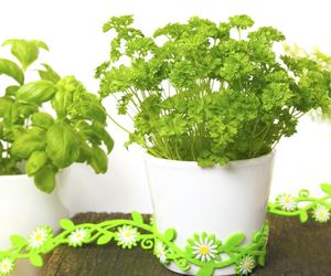 Natka pietruszki: wartość odżywcza, uprawa, przechowywanie, przepisy