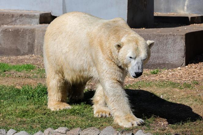 Niedźwiedzie polarne z Warszawskiego ZOO