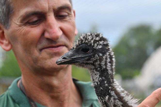 Pisklęta emu zamieszkają w poznańskim ZOO 