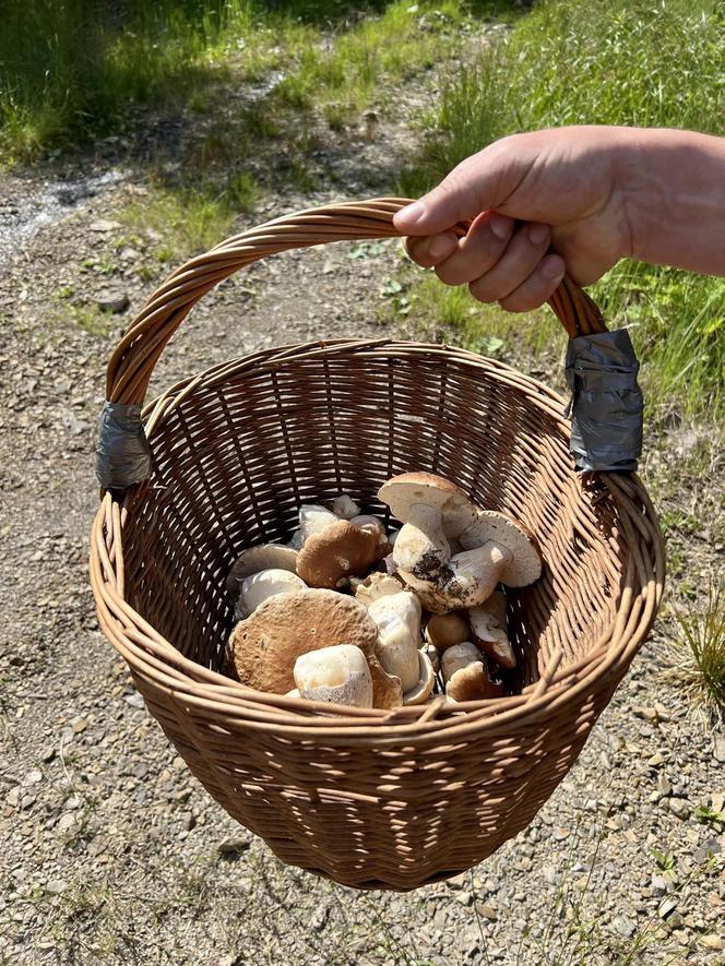 Bieszczady zasypane grzybami