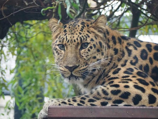 Kicia ze sklejką Nowa mieszkanka zoo w Warszawie. Na wolności żyje tylko 130 osobników
