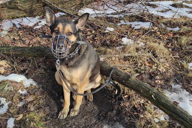 Świętochłowice. Pies pozostawiony w lesie. Był przywiązany do drzewa