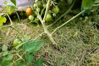 Ściółkowanie pomidorów