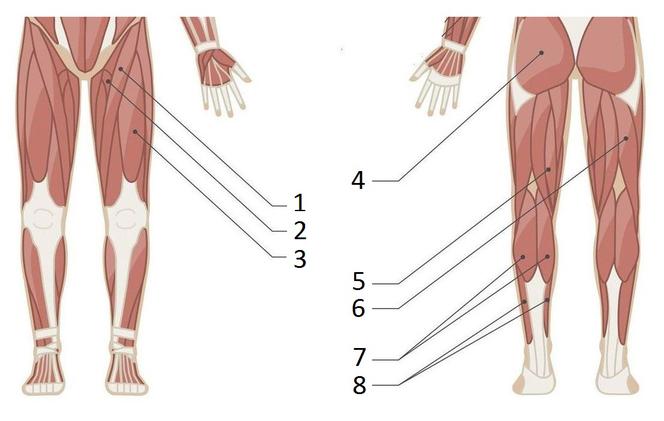Mięśnie nóg - budowa
