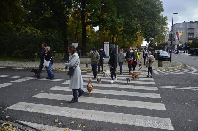 Wielki marsz adopciaków w Radomiu