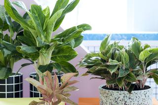 Aglaonema - jak uprawiać tę efektowną roślinę doniczkową? Uprawa aglonemy w domu