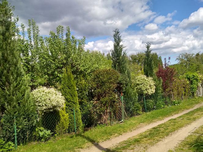 Ogródki działkowe w Toruniu