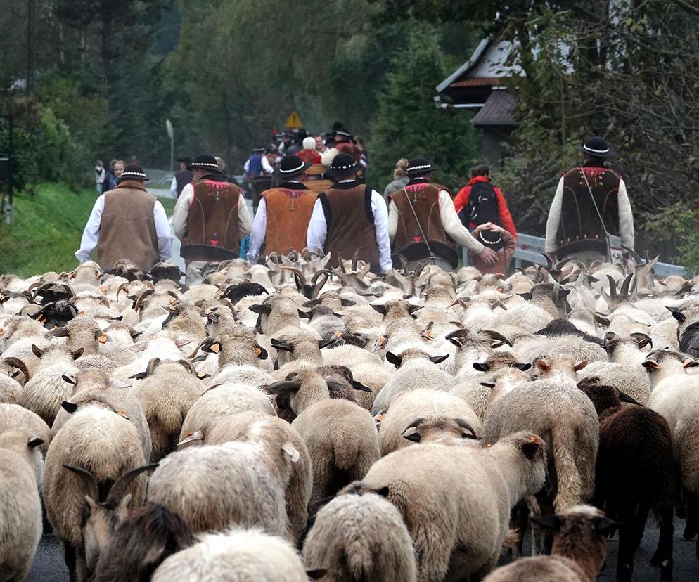 Trwają jesienne Redyki.  Także na Sądecczyźnie