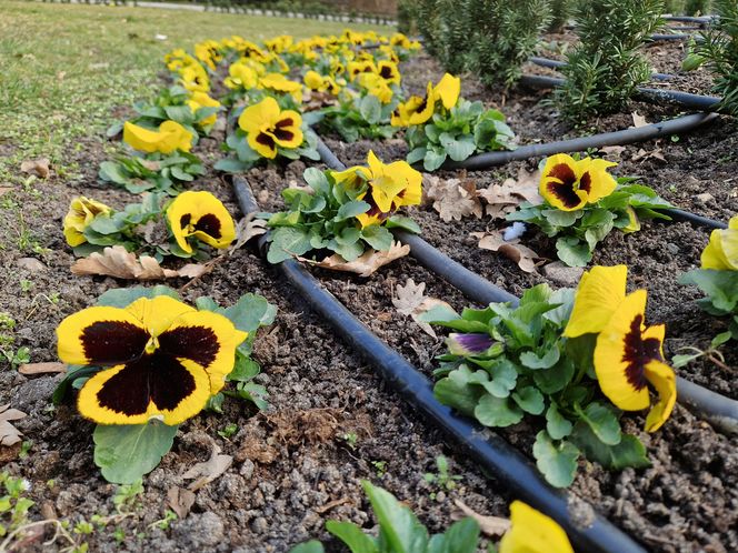 Park Kochanowskiego w Bydgoszczy, czyli serce bydgoskiej Dzielnicy Muzycznej!