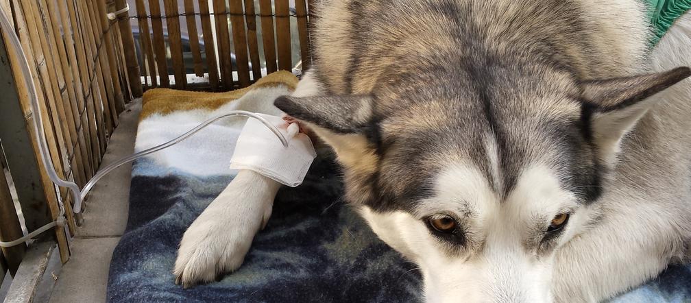 Mordują psy kiełbasą z gwoździami