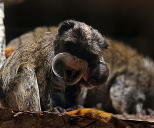 Po urodzeniu ważyła tyle co kostka cukru. Malutka małpka przyszła na świat w gdańskim zoo