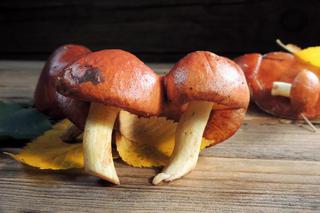 Świeże grzyby: jak przechowywać? Co zrobić ze świeżych grzybów?
