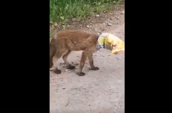 Bardzo smutny filmik! Biedny lisek biegał z torbą po chipsach na głowie [WIDEO]